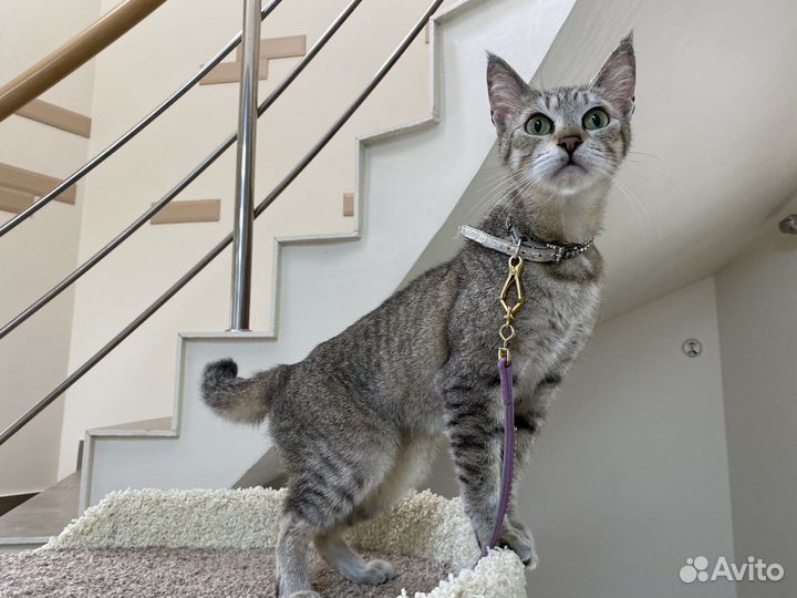 Кошечка чаузи/ пиксибоб Снежана