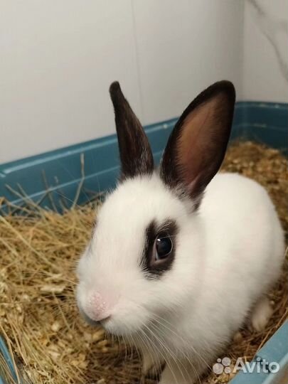 Передержка грызунов, птиц, земноводных