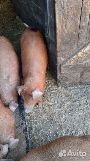 Паросята дюрок,Свиноматки,Хряки