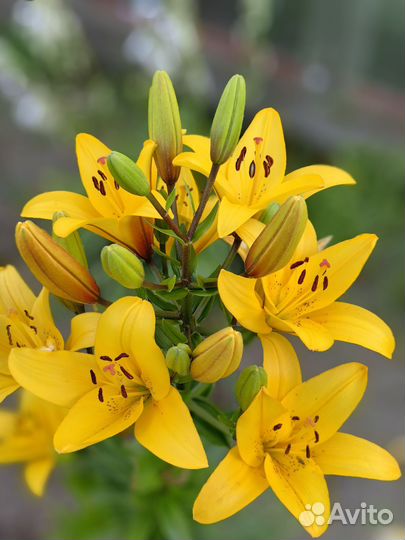 Многолетники