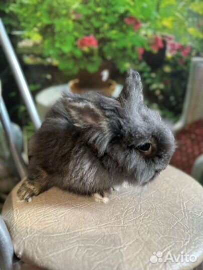 Декоративные кролики вислоухие и львиноголовые