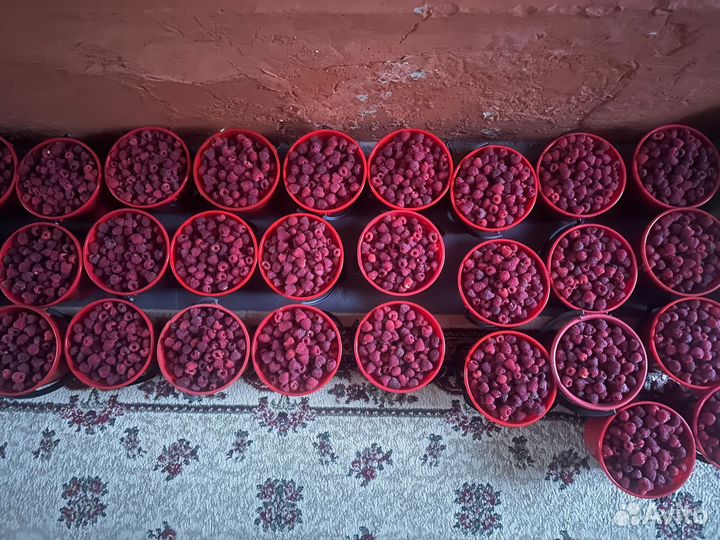 Малина ягода