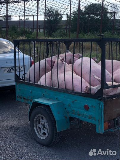 Свиньи живым весом