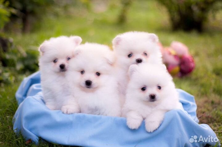 Шпицемишки