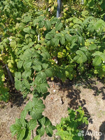 Саженцы малины