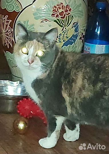 Котики ищут свой дом