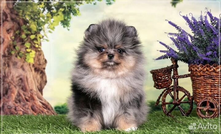 Пом шпицы женихи: мерле и красный (вязка)