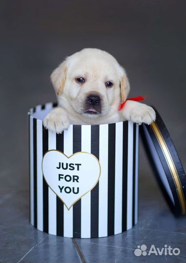 Щенки лабрадора