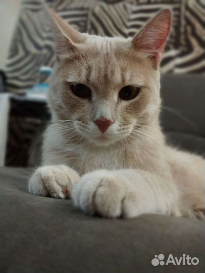 Шикарный котик