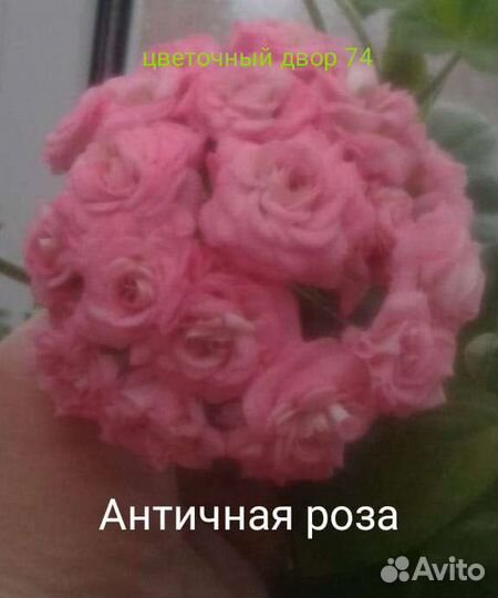 Пеларгонии