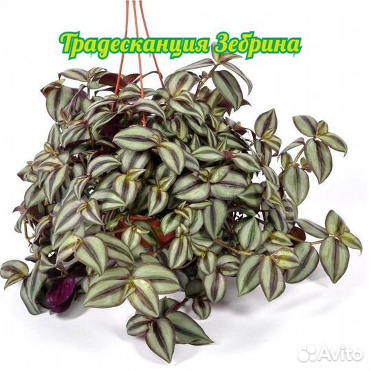 Традесканция