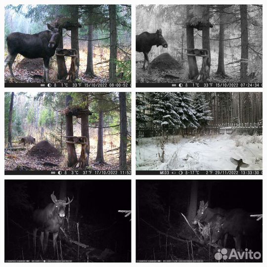 Фотоловушка Филин Сантэк. Разные много. настройка