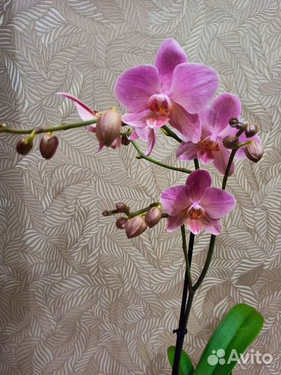 Орхидея фаленопсис