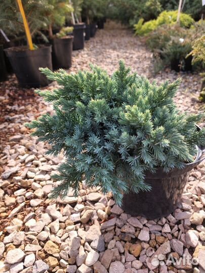 Можжевельник (сортовые саженцы)