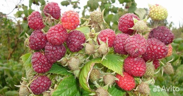 Малина ремонтантная