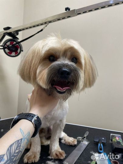 Молодой активный пёс ищет даму для случки