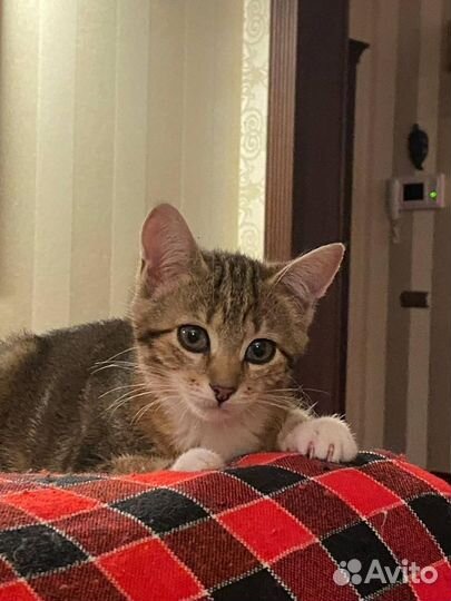Кошка в дар бесплатно