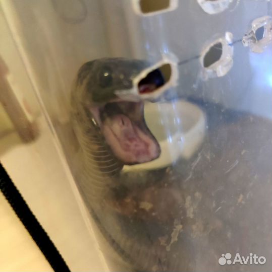 Змея. Нигрита