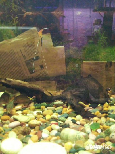 Продажа аквариумных рыбок
