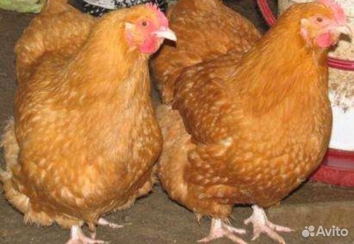 Цыплята цветного бройлера Супер Харко и Редбро