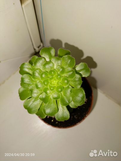 Суккуленты