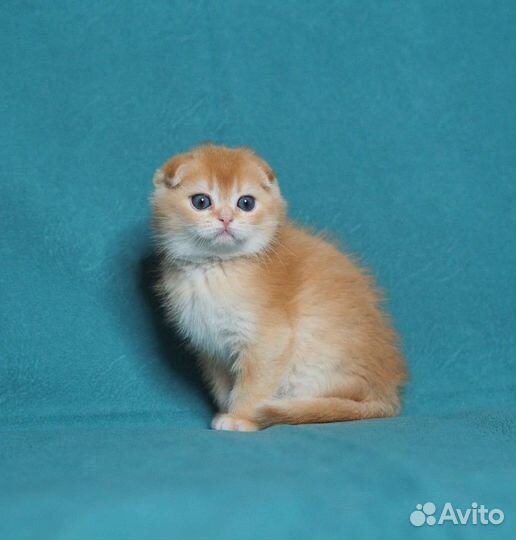 Вислоухий котик