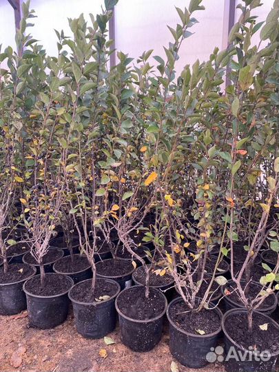 Кизильник блестящий