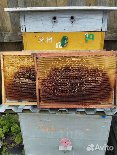 Рамки дадан сушь