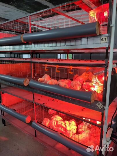 Ферма куриная