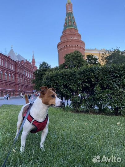 Джек Рассел терьер вязка