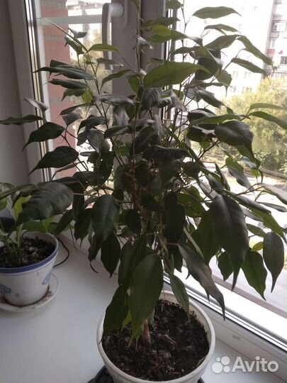 Цветы Хавортия, фикус Бенджамина