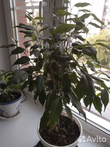 Цветы Хавортия, фикус Бенджамина