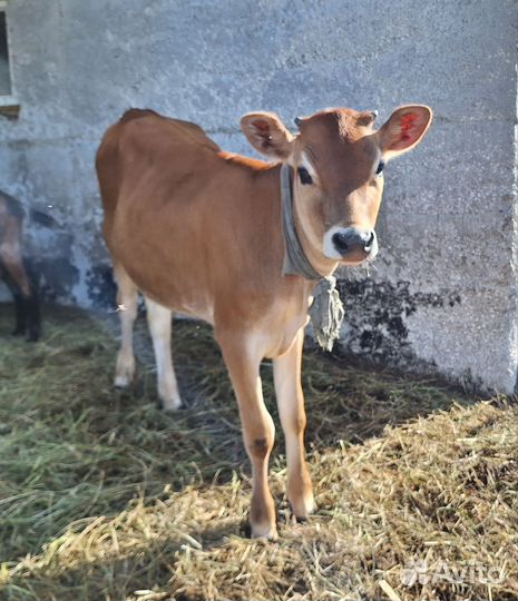 Коровка джерси