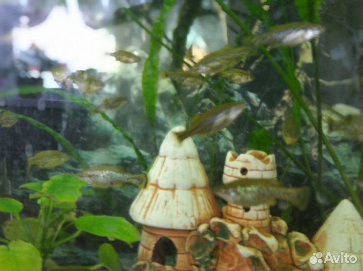 Продам амека глянцевая