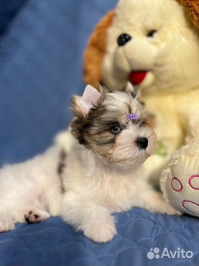 Мраморный голубоглазый щенок