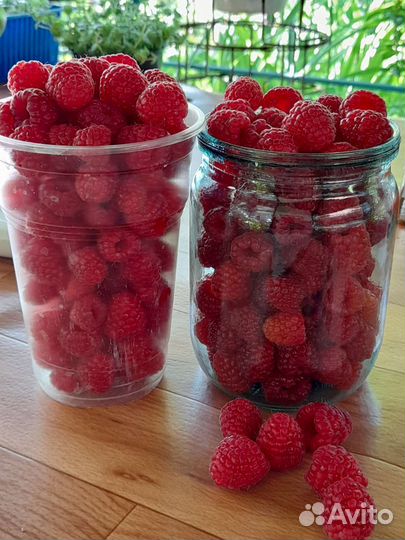 Ягода Малина