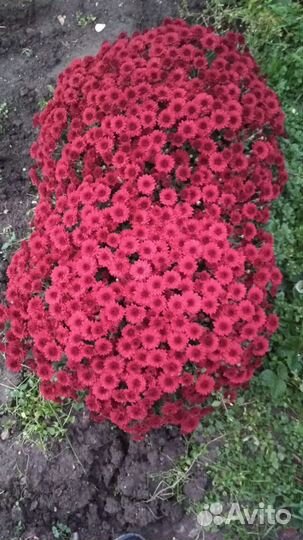 Хризантемы мультифлора рассада