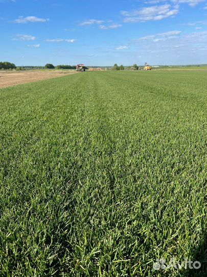 Рулонный газон с доставкой