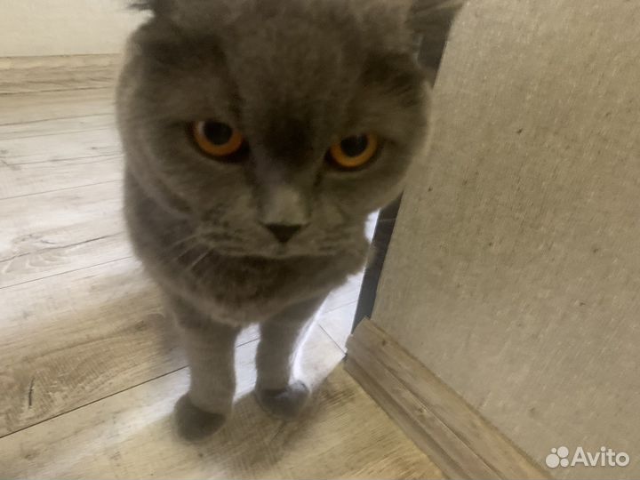 Отдам в хорошие руки