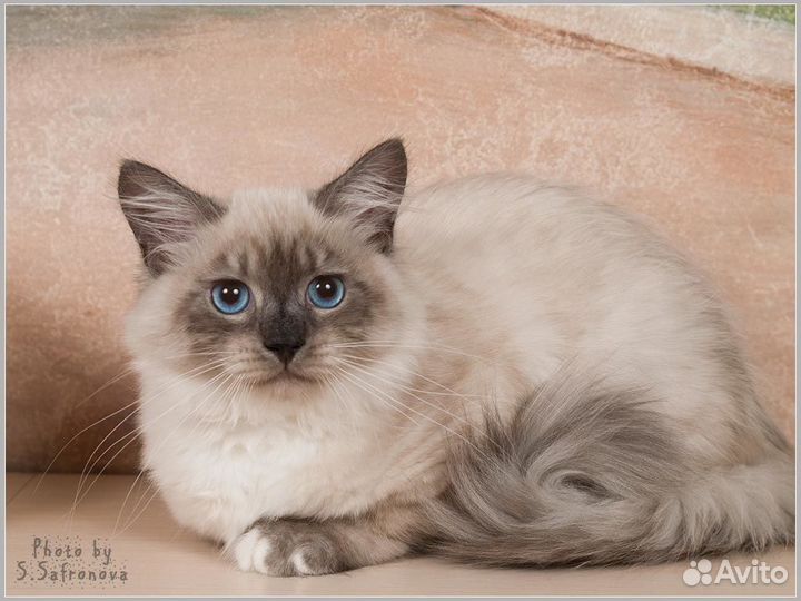 Невские маскарадные котята продаются