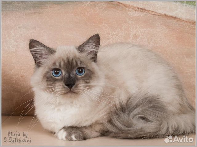 Невские маскарадные котята продаются