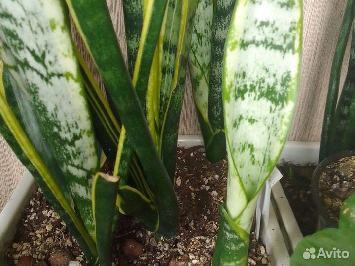 Сансевиерия зебрина и щучий хвост(тещин язык)