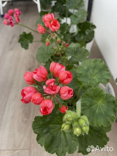 Тюльпановидная пеларгония Red Pandora