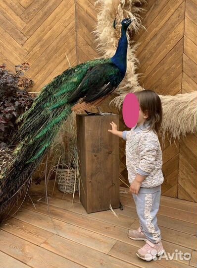 Костюм спортивный на девочку 2 года