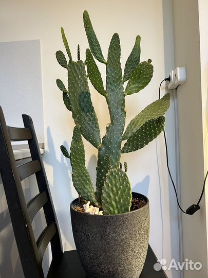 Кактус Опунция комнатные растения
