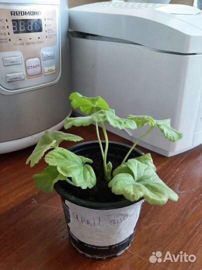 Пеларгония April Snow