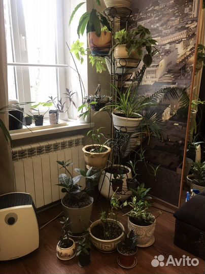 Комнатные растения