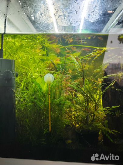 Аквариумные растения