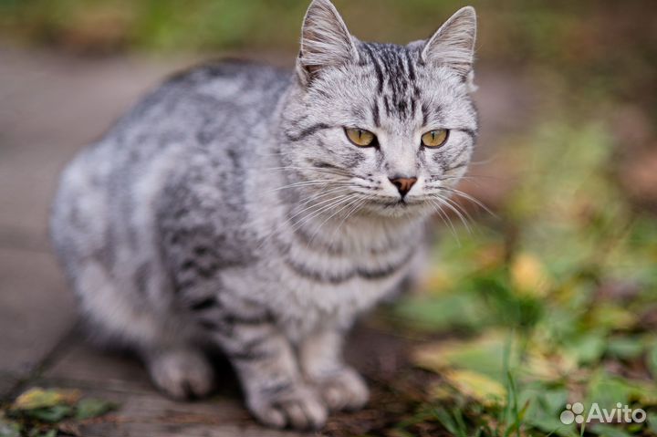 Молодой котик в добрые руки