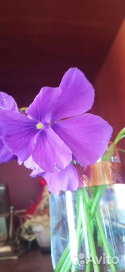 Многолетние садовые цветы